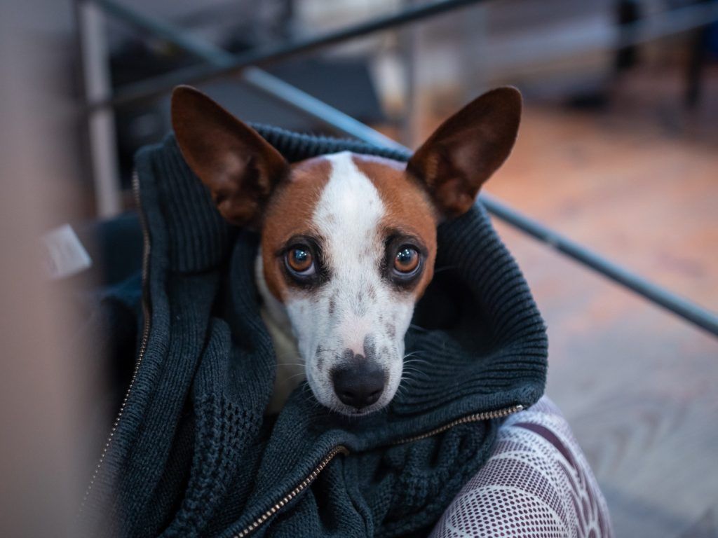 pastile-pentru-caini-in-calduri-7