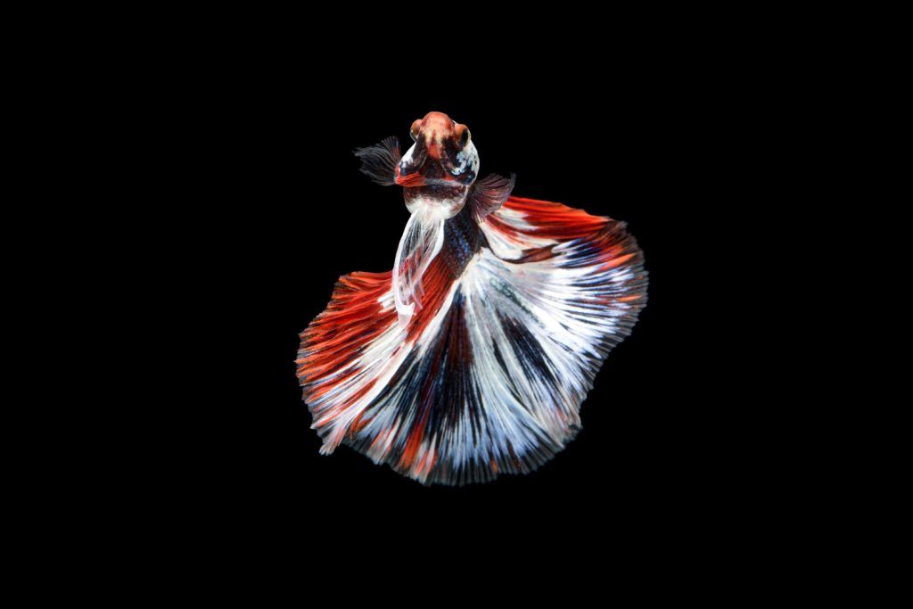 pestisori-de-acvariu-betta-splendens
