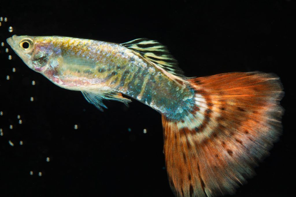 pestisori-de-acvariu-guppy-colorat