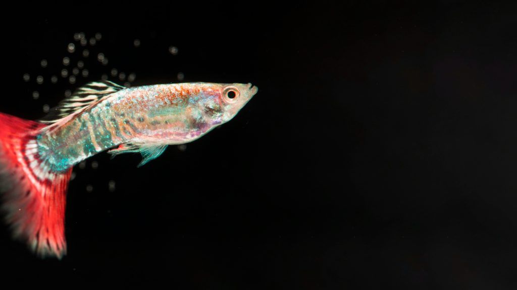 pestisori-de-acvariu-neon-tetra